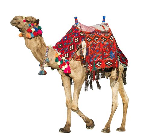 Camels Png Images Transparent Free Download Pngmart