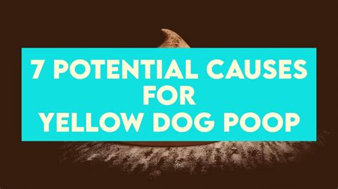 Yellow Dog Poop 7 Causes And What Pet Owners Should Do About It Youtube