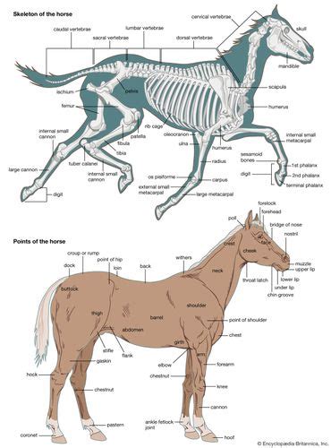 Horse Definition Breeds Pictures Evolution And Facts Britannica