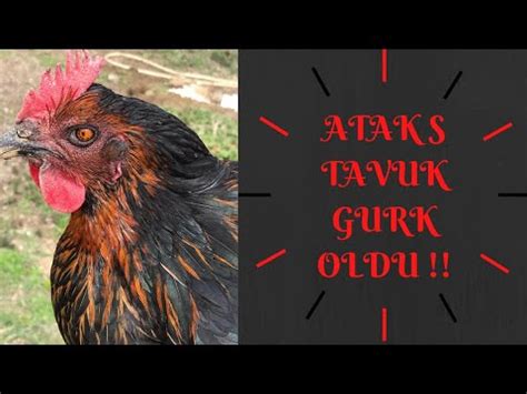 Ataks Tavuk Özellikleri Nelerdir Türkiye de Neden Ataks Tavuk