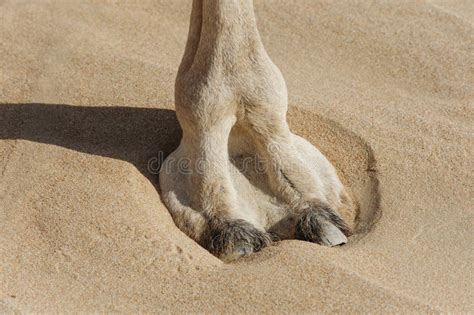 Camel Foot Stock Photo Image 63907085