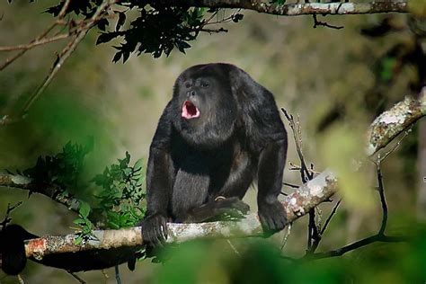 Monkeys Of The Peruvian Amazon Rainforest