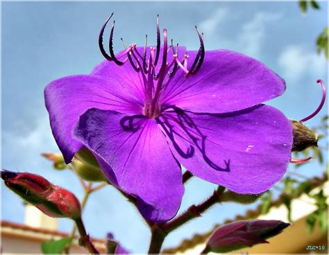 Fotos Gratis Naturaleza Púrpura Pétalo Botánica Flora Flor Silvestre Flores España