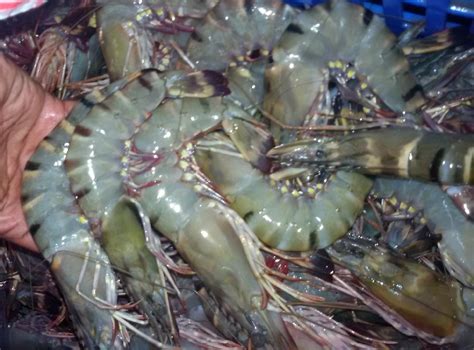 Fresh Tiger Prawns Wild Shrimps Chilled Seafood India Price Supplier