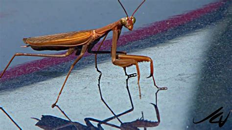Praying Mantis And Stick Insect Cold Blooded Creepers Youtube