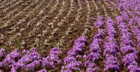 How To Grow Saffron The Newest Cultivation Method In 2020 Gruloda Team