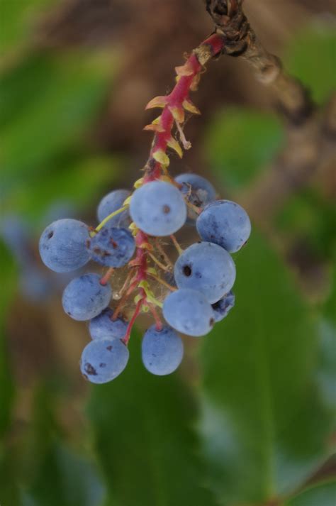 Oregon Grape Berries Can Be Eaten Raw But Very Tart Photo Taken Along