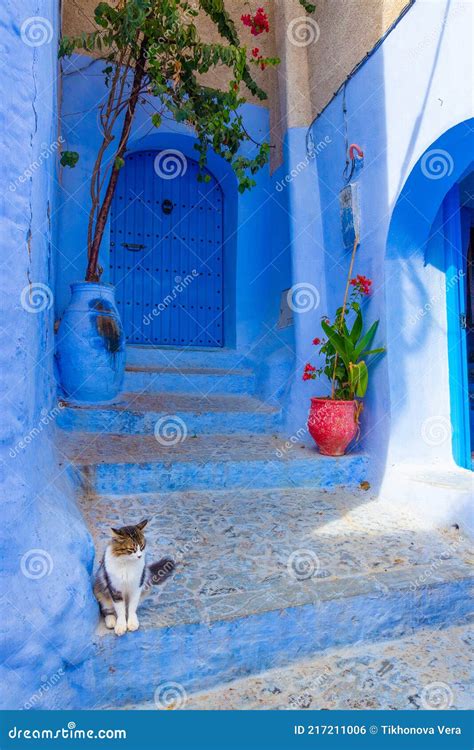 Cat In Chefchaouen Morocco Stock Photo Image Of Creature Arabic