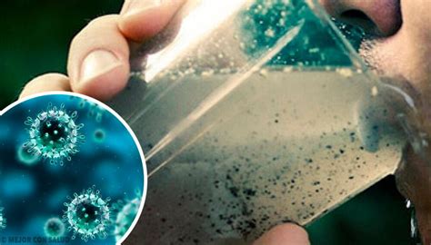 Levantan el aislamiento por hantavirus para las 22 personas. O que é hantavírus? - Emagrecer Com Saúde