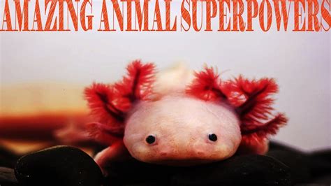 Top 10 Animals With Incredible Superpowers Amazing Animal Superpowers