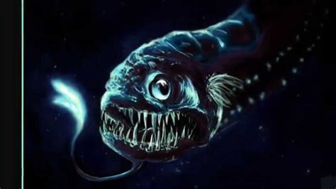 Most are raised on fish farms, like this one belonging to kenny yap's. Deep Sea Monster The Dragon Fish - YouTube