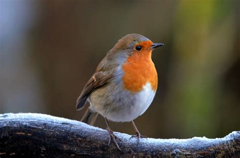 The Early Birder Robin
