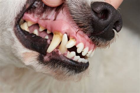 Cavities In Dog Teeth Stock Photos Pictures And Royalty Free Images Istock