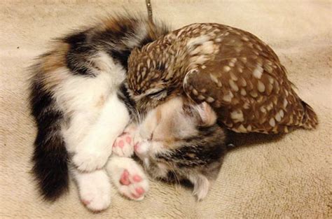 Kitten And Owl Are Best Of Friends