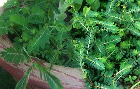 Buah / herba mentah (bukan serbuk). Khasiat Pokok Dokong Anak Sebagai Tumbuhan Herba Yang ...