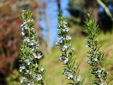 Tips For Growing Planting And Caring For Rosemary Plants In Your Herb