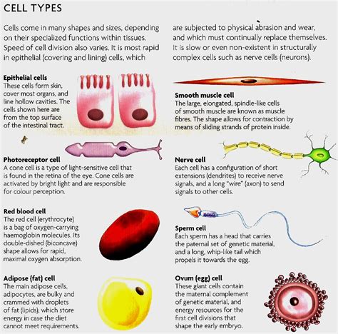 Miss Natalias Igcse Biology Spot Senior Ii Specialised Cells