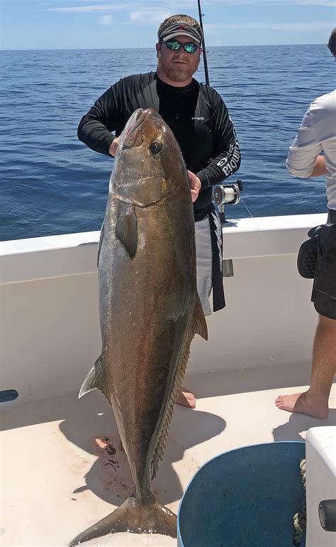 Grant Available For Estimating Gulf Amberjack Population