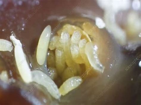 Fly Larvae Feeding On Meat Stock Video Clip K0065193 Science Photo Library