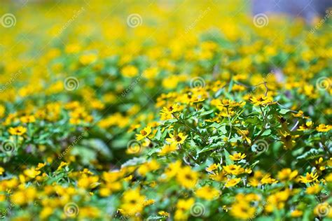 Little Yellow Star Flower Stock Photo Image Of Beauty 33868346
