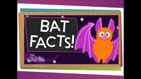 3 Fun Facts About Bats Bat Facts All About Bats Fun Classroom