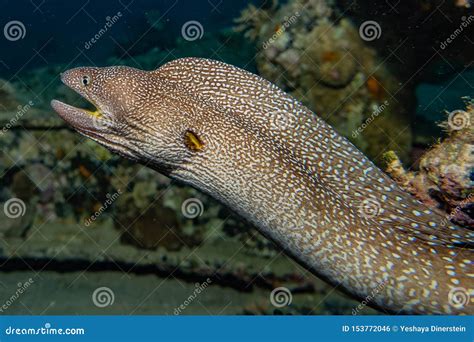 Moray Eel Mooray Lycodontis Undulatus In The Red Sea Stock Photo