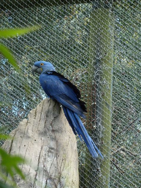 Hyacinth Macaw Chester Zoo Macaw Hyacinth Blue Jay Parrot Bird