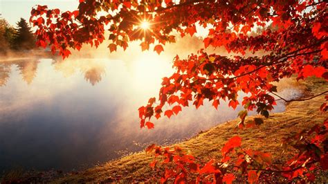 Fall Leaves Wallpapers Free Wallpaper Cave