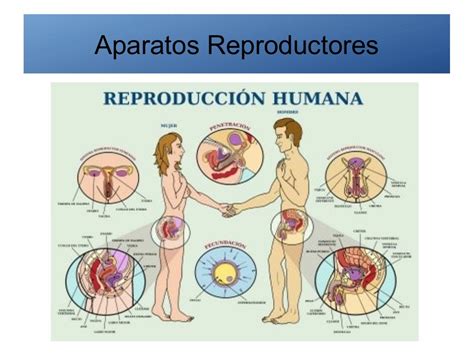 reproduccion humana