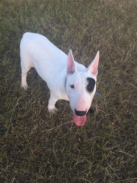 Bulking Up A Bull Terrier — Strictly Bull Terriers