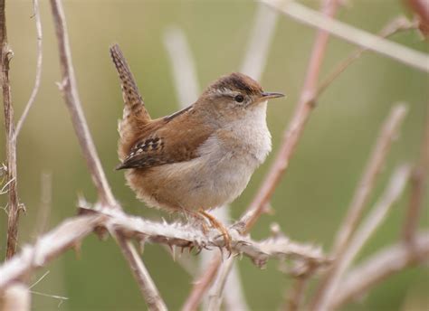 Marsh Wren Wikipedia