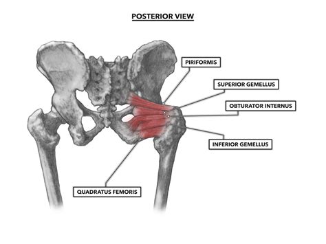 CrossFit Hip Musculature Part Anterior Muscles
