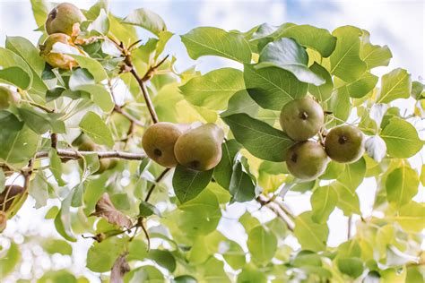 Pear Tree Care And Growing Guide