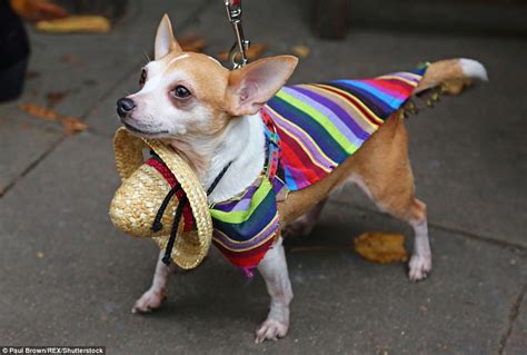 The Cutest All Dogs Matter Halloween Dog Walk Costumes Daily Mail Online