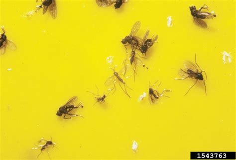 Fungus Gnat Diptera Mycetophilidae 1543763