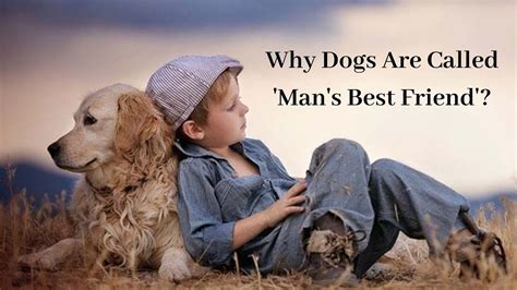 Why Dogs Are Called Mans Best Friend Now You Know Youtube