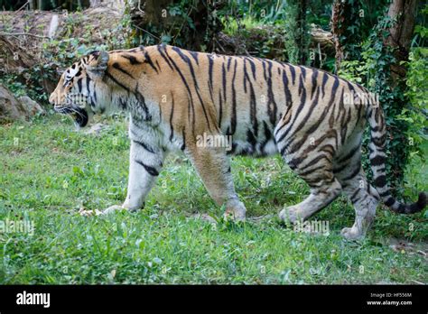 Side View Of A Siberian Tiger Or Amur Tiger Panthera Tigris Altaica