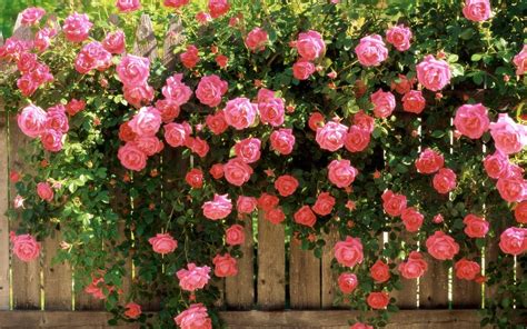 Amazing flowers beautiful roses beautiful gardens beautiful flowers pink roses pink flowers rosa rose climbing roses colorful garden. Beauty nature beautiful flower pink rose garden spring ...