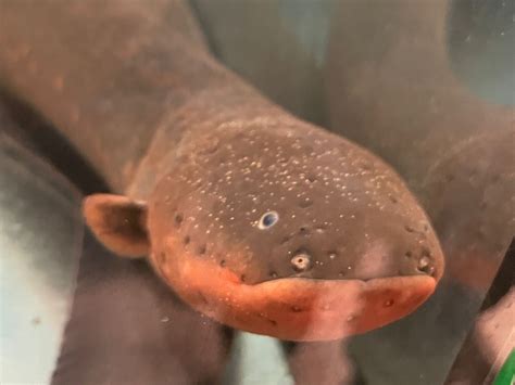 Alguns Peixes Como O Poraquê