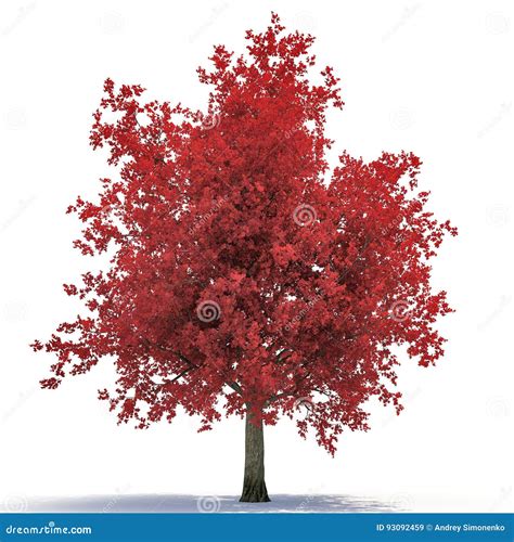 Red Autumn Maple Tree Isolated On White 3d Illustration Stock