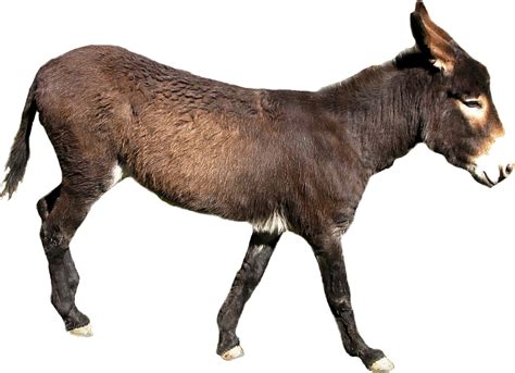 Donkey Png Transparent Image Download Size 978x708px