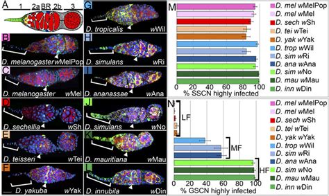 Wolbachia Tropism For Stem Cell Niches Is Present Across The Drosophila