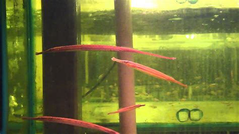 15cm Pipefish Freshwater Youtube