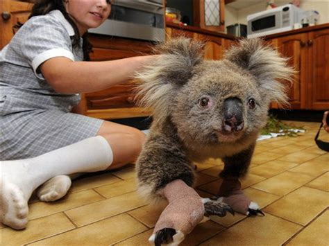 Koala Fun Animals Wiki Videos Pictures Stories