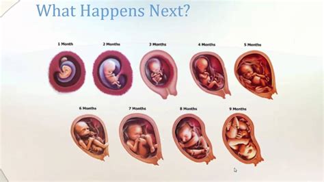 Stages Of Pregnancy From Conception To Birth