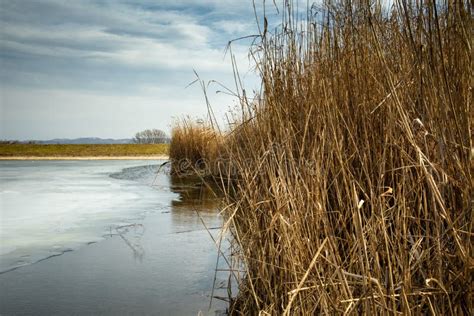 Dry Reed By The Frozen Lake Stock Photo Image Of River Rock 138445158