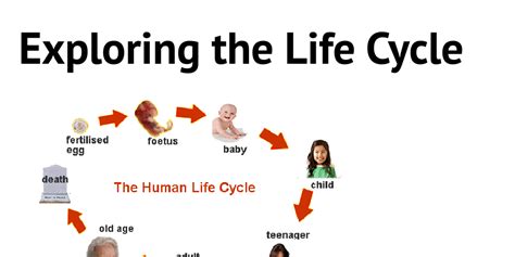Human Life Cycle Islam Human Life Cycle Life Cycle St