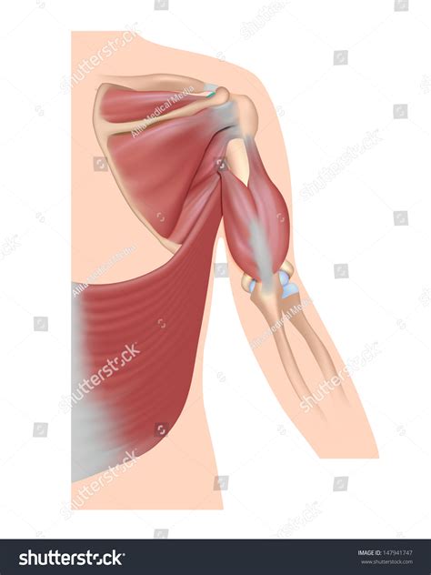 Anterior graphic of the shoulder. Muscles Arm Shoulder Dorsal View Unlabeled Stock ...