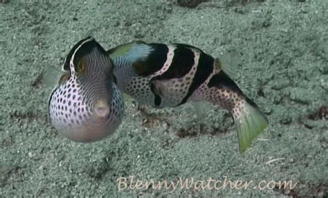 Mimicry The Filefish And The Puffer The Blenny Watcher Blog
