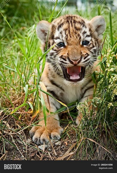 cute amur tiger cub image and photo free trial bigstock